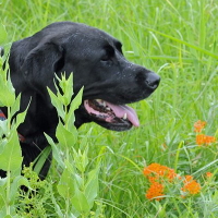 Gus in the Field - Herbal Bio