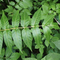 Ailanthus - Herbal Consultations
