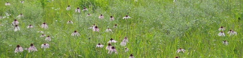 Echinacea Herb Walk