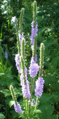 Blue Vervain - Herbal Consultations